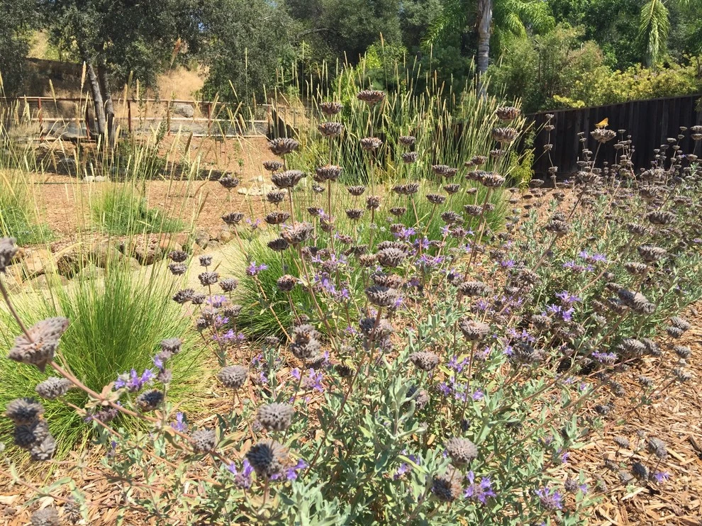 NorCA Beachy by Cal Wild Landscape Design - Photo 5