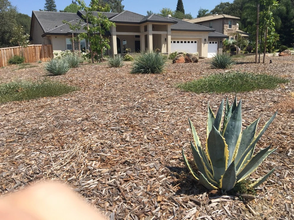 NorCA Beachy by Cal Wild Landscape Design - Photo 4