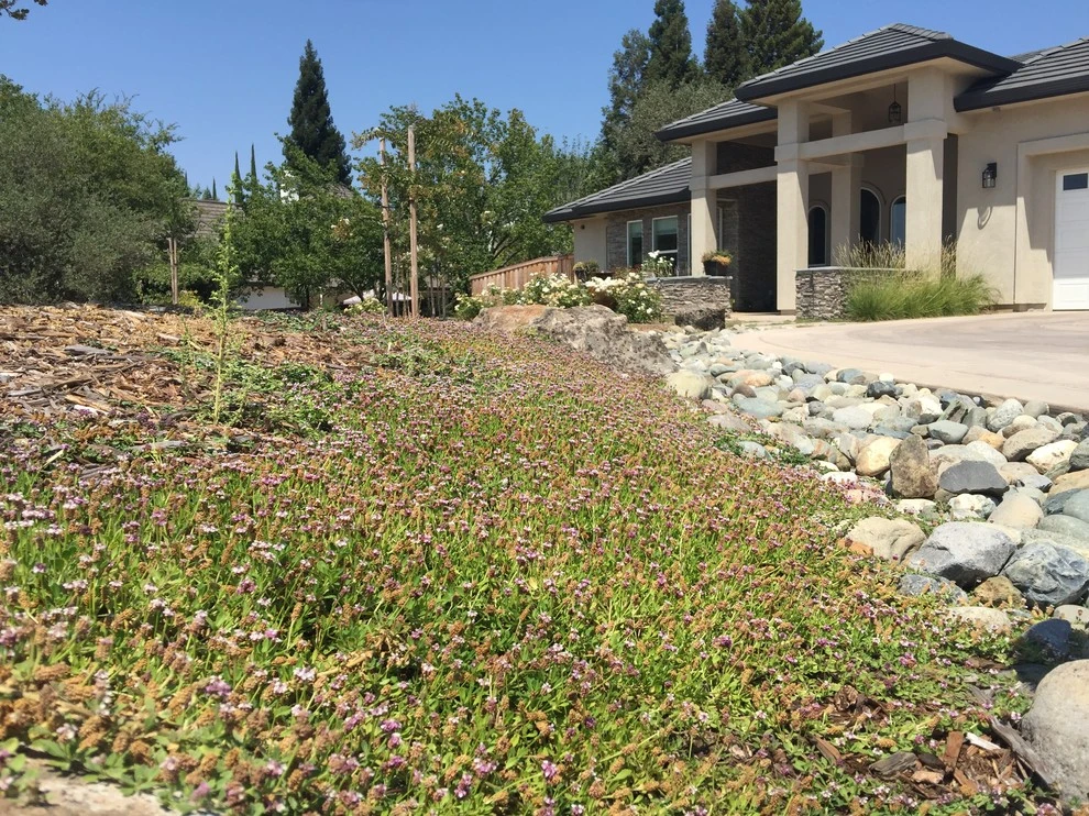 NorCA Beachy by Cal Wild Landscape Design - Photo 10