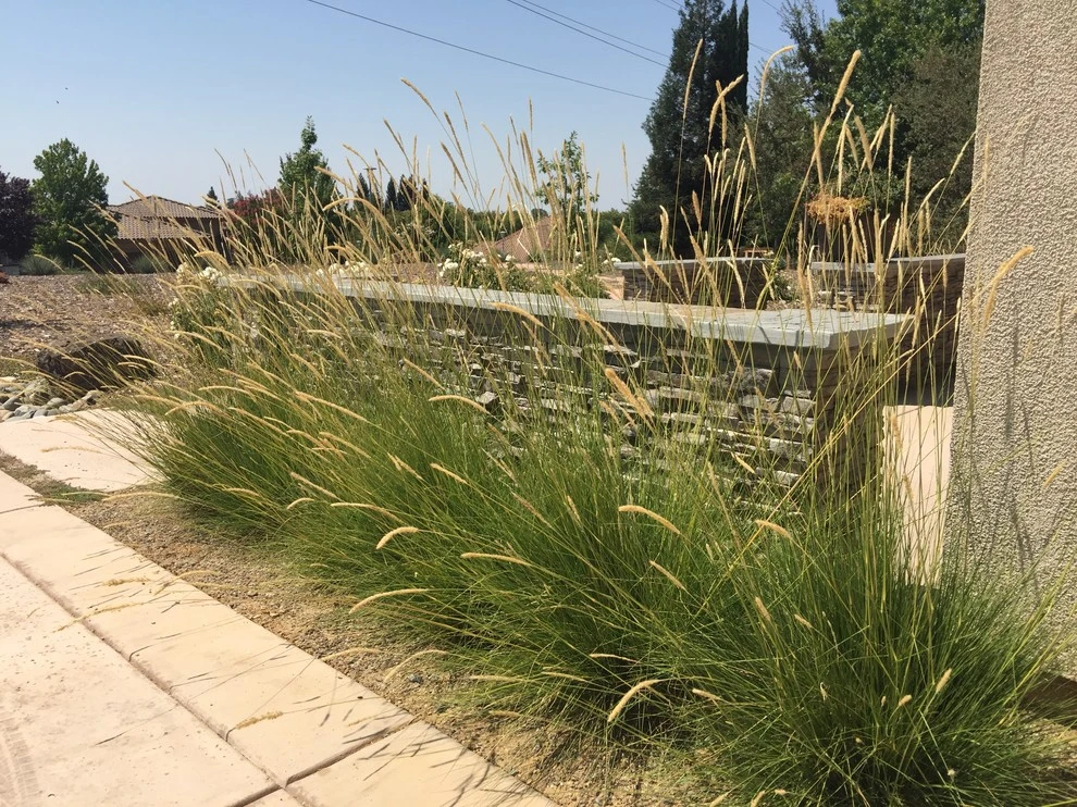 NorCA Beachy by Cal Wild Landscape Design - Photo 13