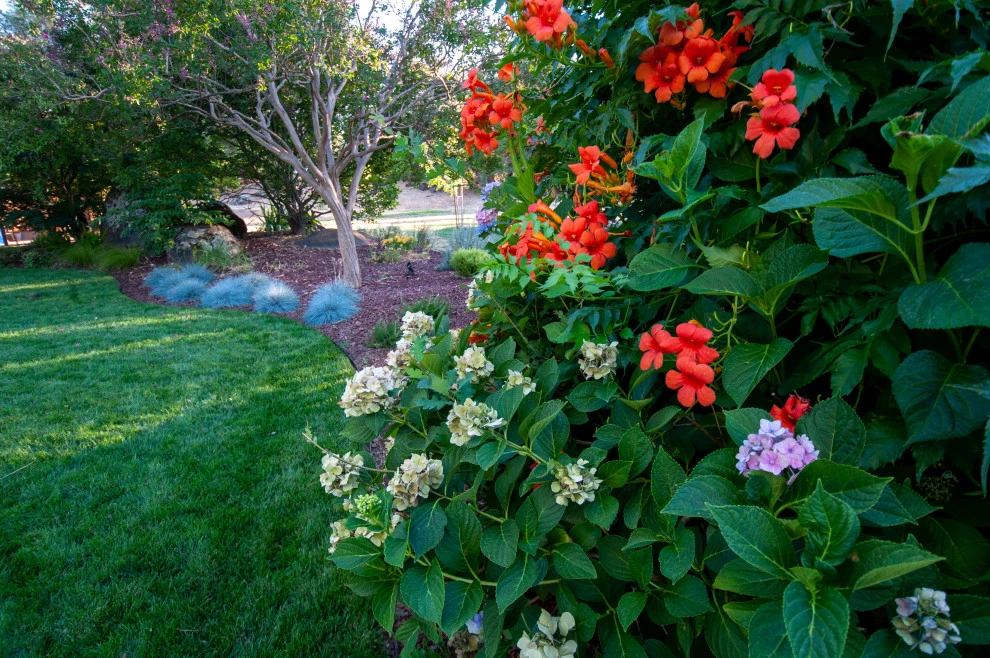 Naturally Contemporary by Cal Wild Landscape Design - Photo 8