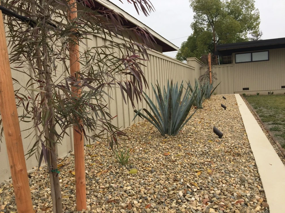 Featured Foliage by Cal Wild Landscape Design - Photo 4