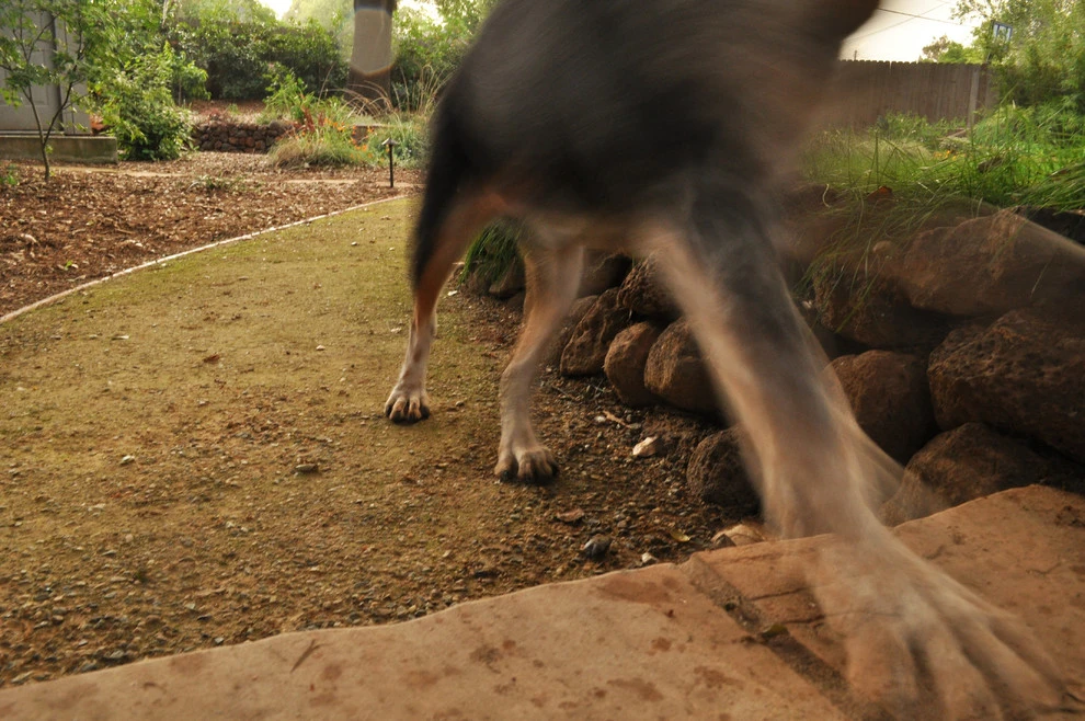 Cal Wild Backyard by Cal Wild Landscape Design - Photo 6