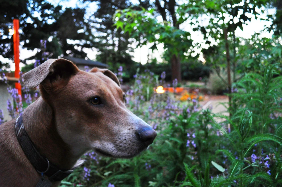 Cal Wild Backyard by Cal Wild Landscape Design - Photo 4