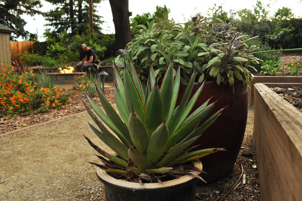 Cal Wild Backyard by Cal Wild Landscape Design - Photo 9