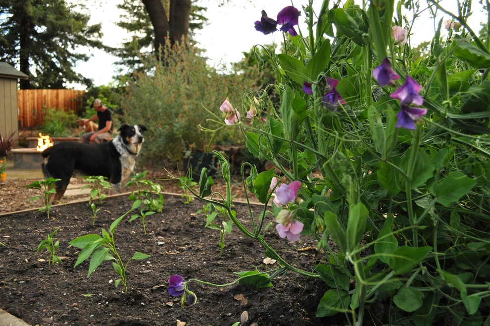 Cal Wild Backyard by Cal Wild Landscape Design - Photo 7