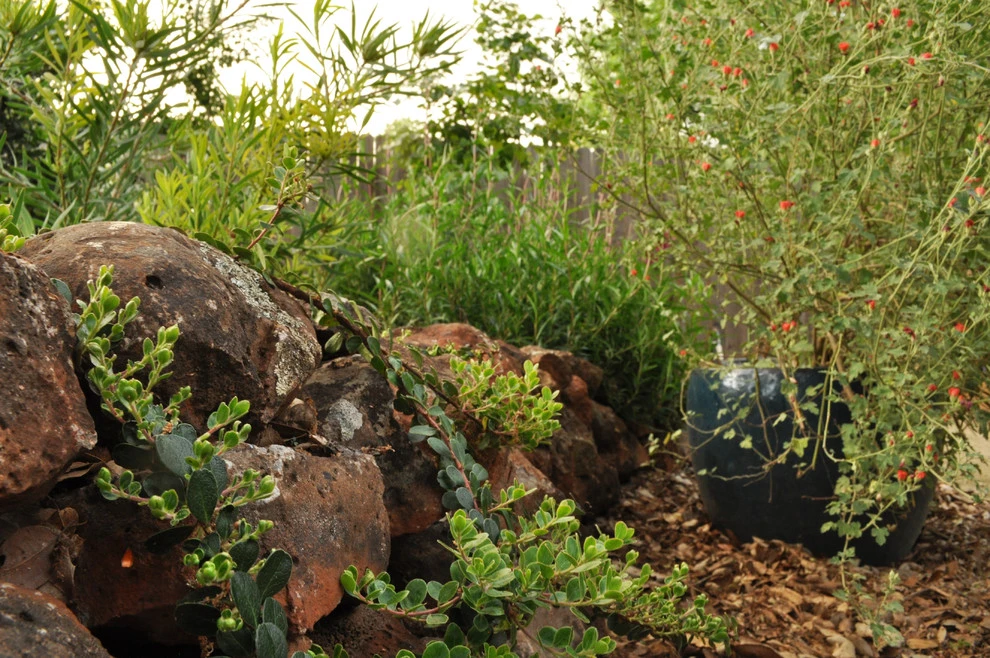 Cal Wild Backyard by Cal Wild Landscape Design - Photo 5