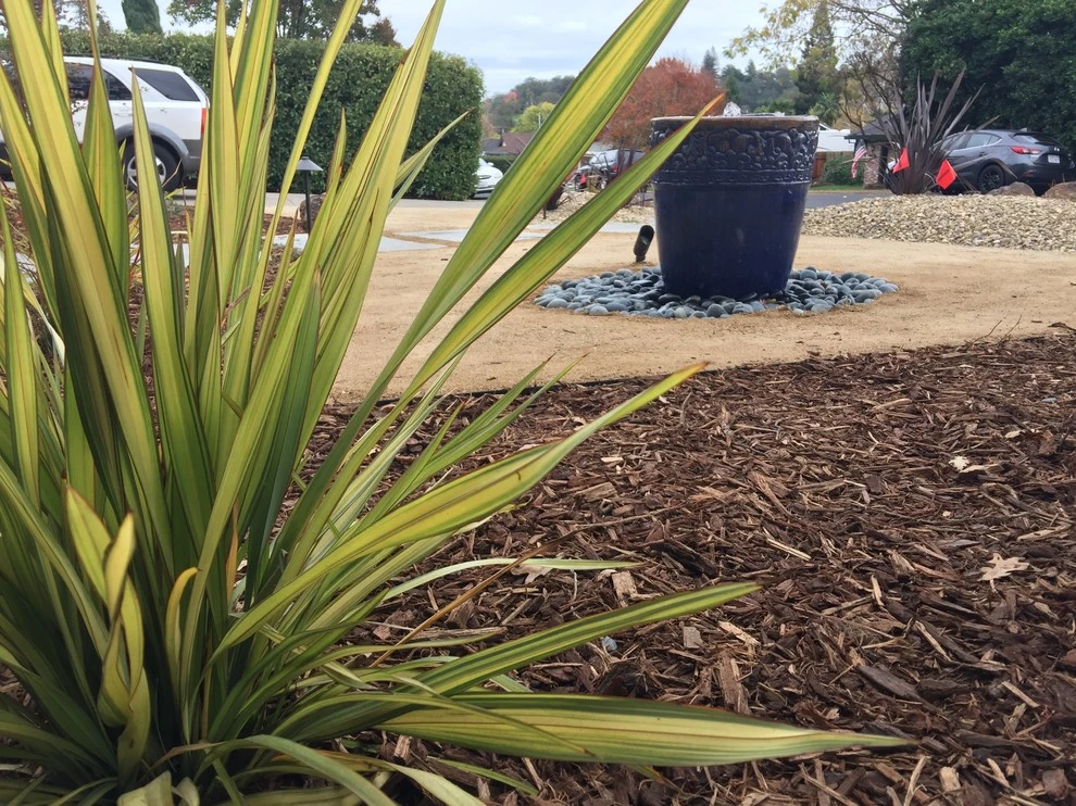 Contemporary Patch Work by Cal Wild Landscape Design - Photo 3