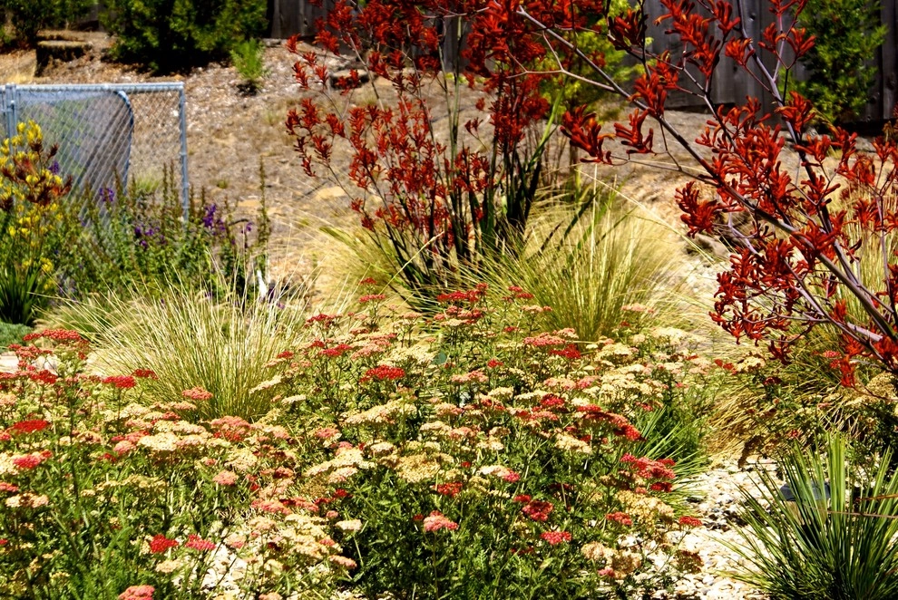 Corralitos by Deanna Foster Landscape Design - Photo 2