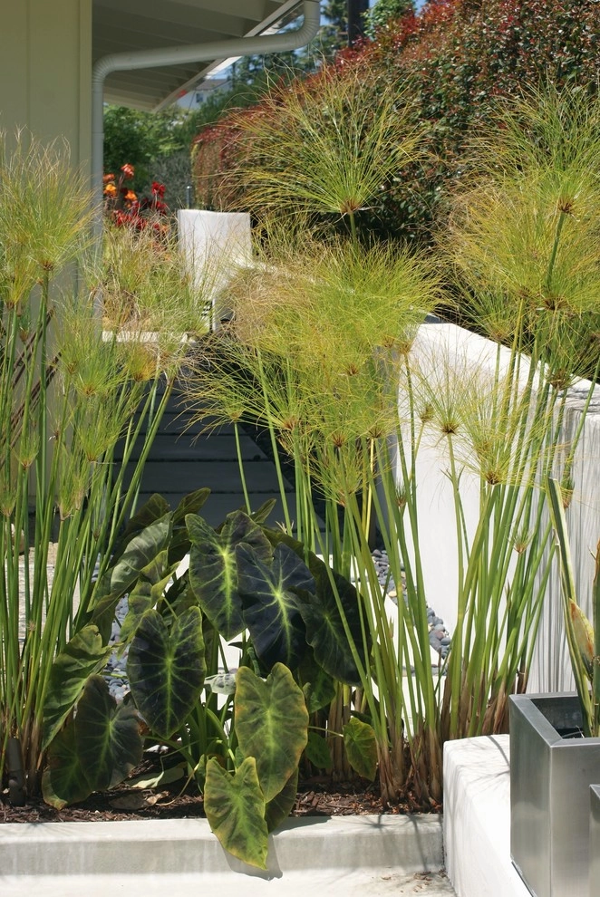 Santa Barbara Mid-Century by Deanna Foster Landscape Design - Photo 2