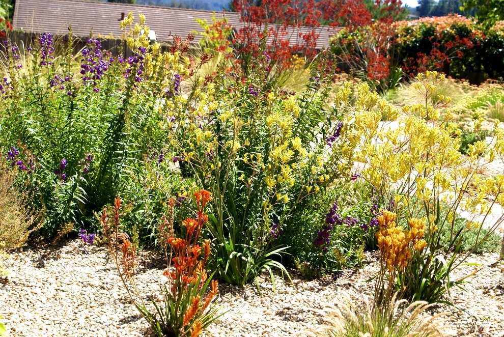 Corralitos by Deanna Foster Landscape Design - Photo 5
