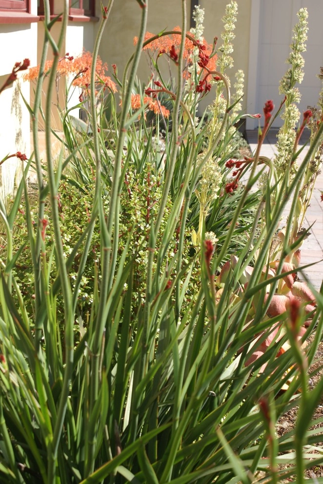 Los Altos Landscape Renovation by Deanna Foster Landscape Design - Photo 2