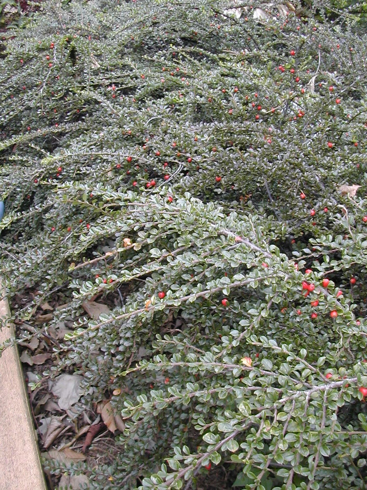Arbor Green Landscapes - Photo 14