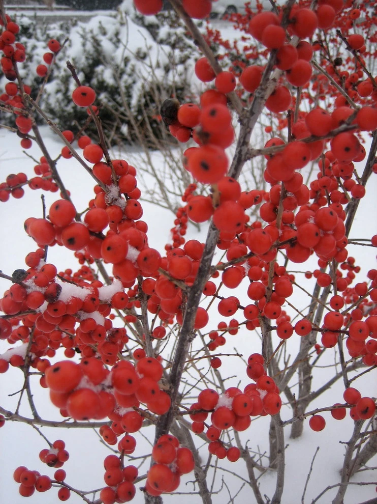 Arbor Green Landscapes - Photo 12