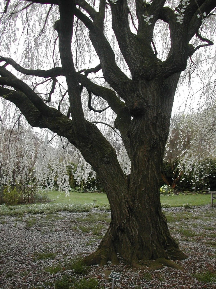 Arbor Green Landscapes - Photo 8