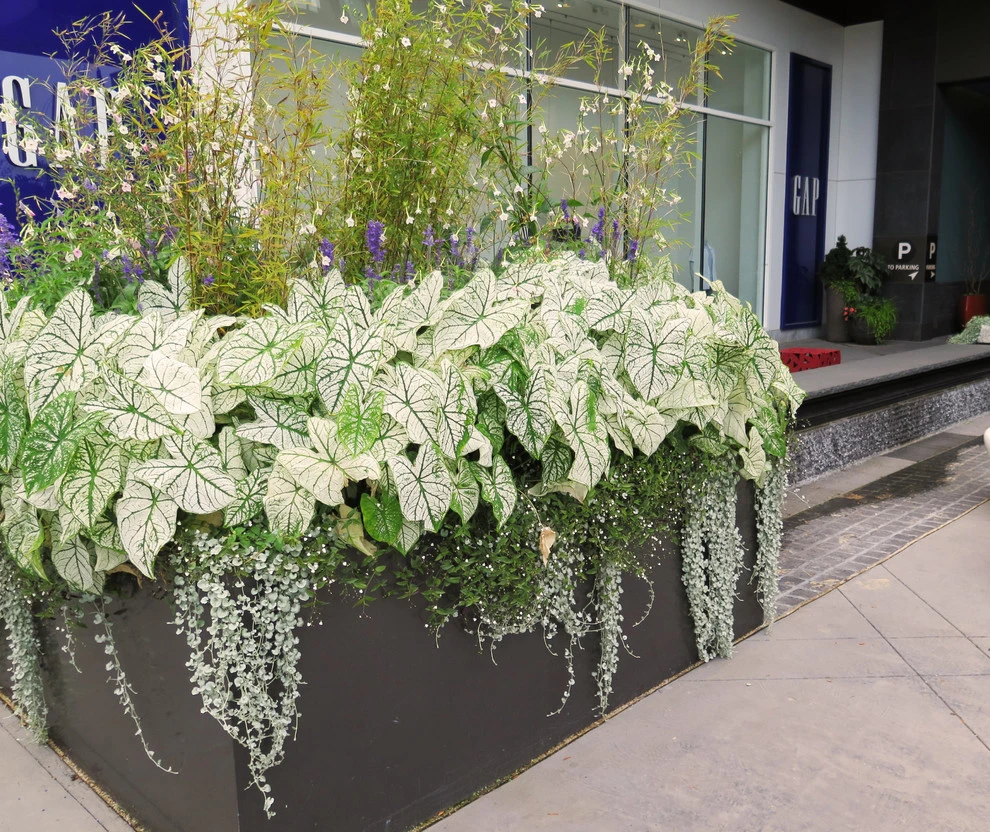 Pike & Rose by CLINTON+RIES Landscape Architects, PC - Photo 22