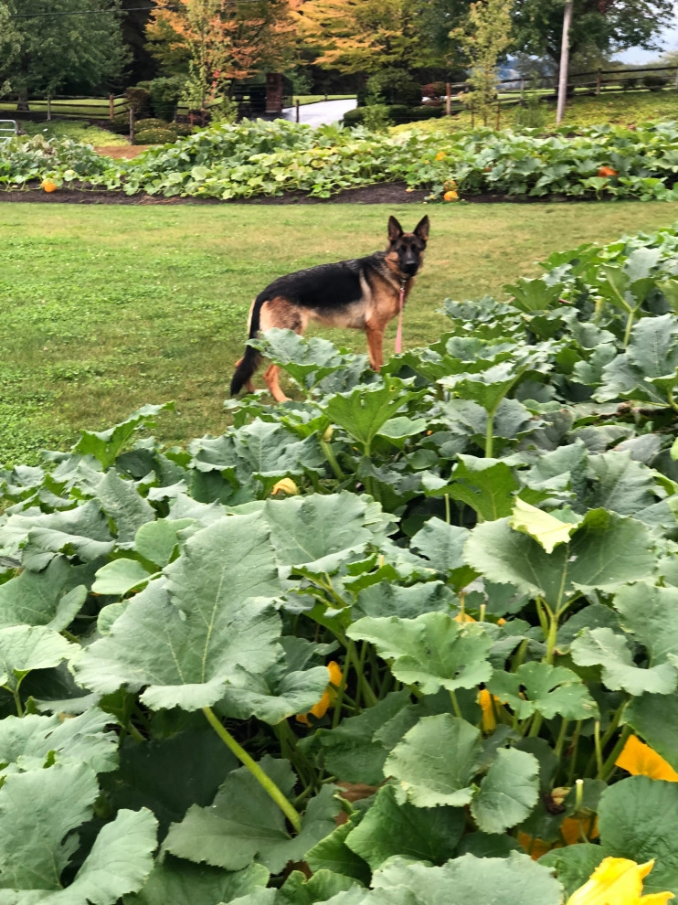 The Farm by Denise At Agua Dulce Gardens - Photo 8