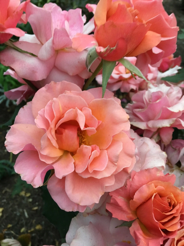The Farm by Denise At Agua Dulce Gardens - Photo 7