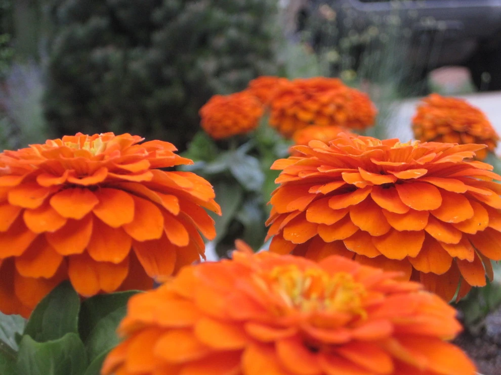 Dave Johnson, Landscape Architect, LLC - Photo 11