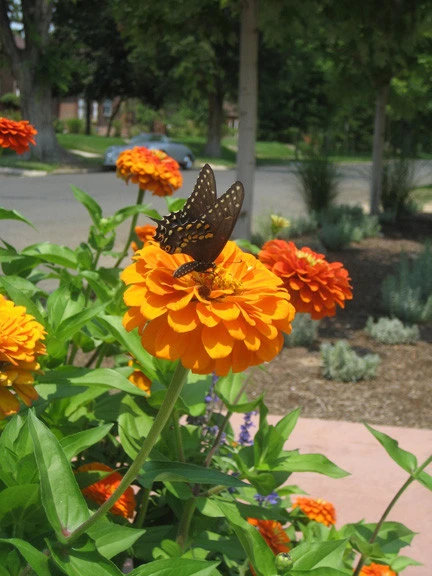 Dave Johnson, Landscape Architect, LLC - Photo 3