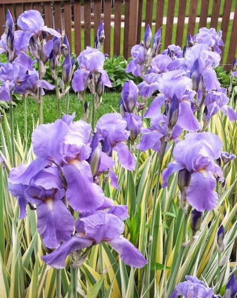 Floral Landscaping by Detailed Landscape - Photo 5