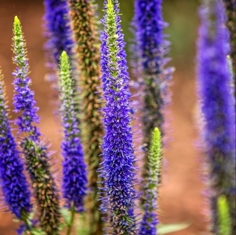 Floral Landscaping by Detailed Landscape - Photo 6