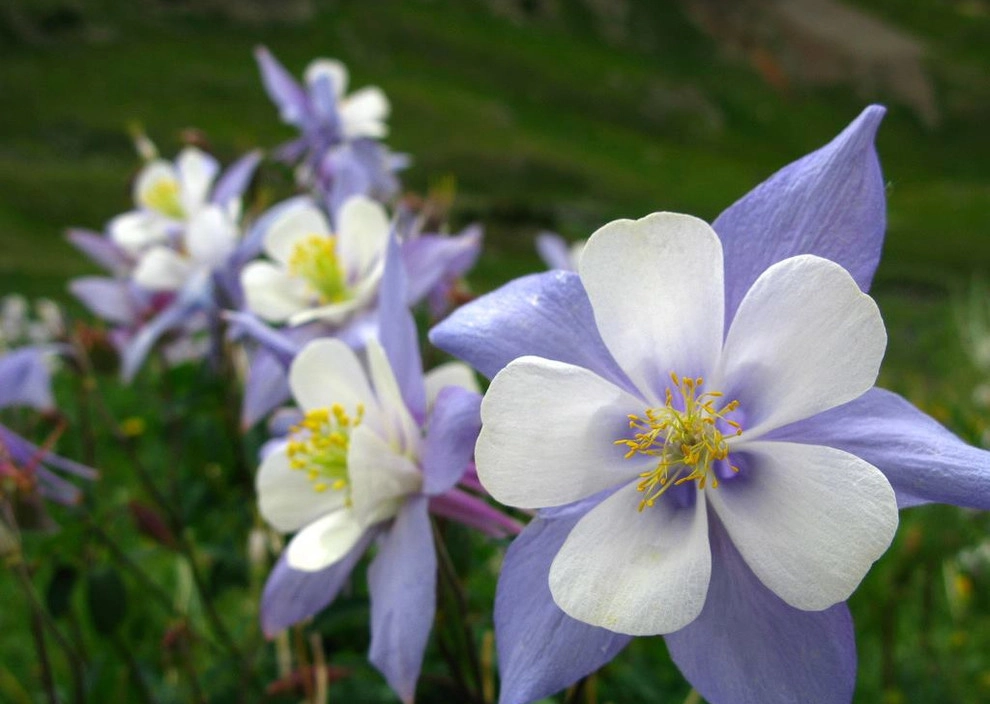 Floral Landscaping by Detailed Landscape - Photo 8