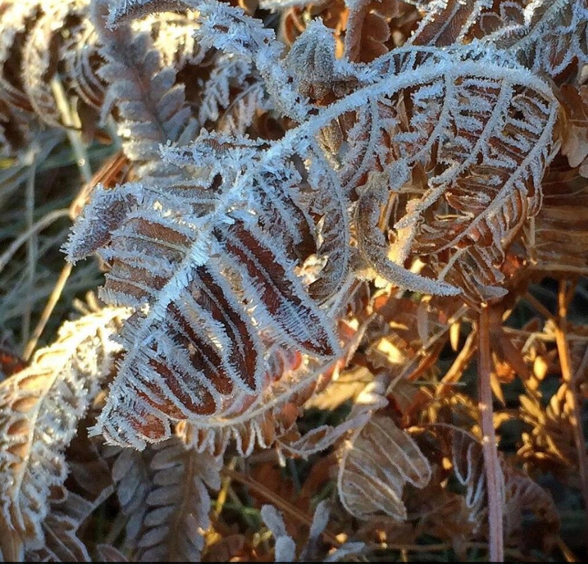 Winter Landscaping by Detailed Landscape - Photo 3
