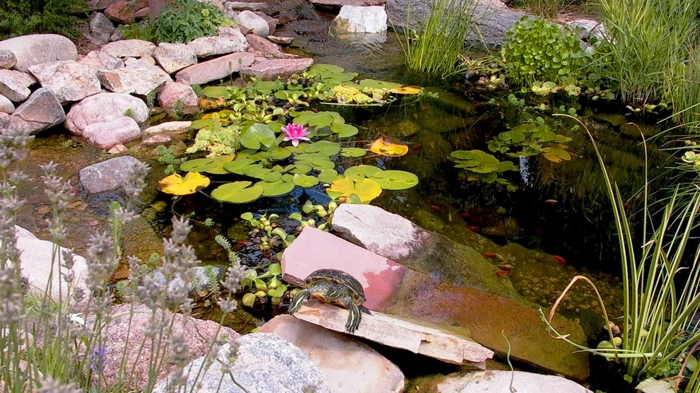 Koi Pond's and Waterfall Ponds by Detailed Landscape - Photo 7