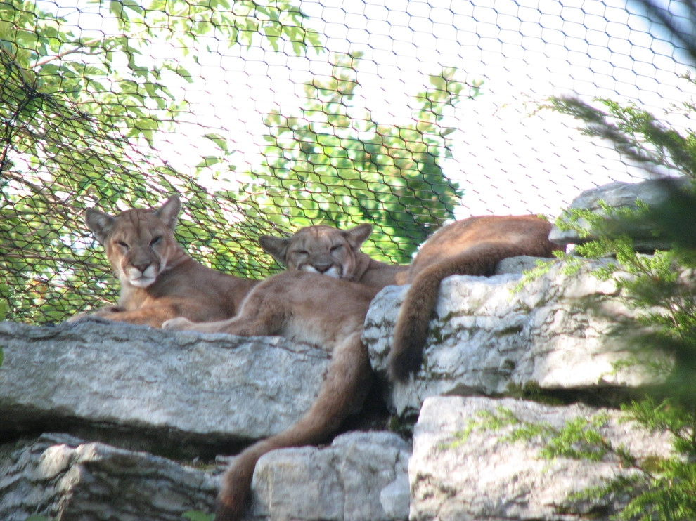 Cincinnati Zoo waterfall projects by Devore's Land & Water Gardens - Photo 8