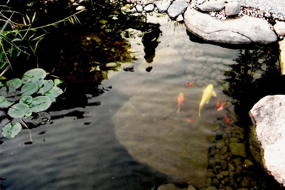 Devore's Land & Water Gardens - Photo 11