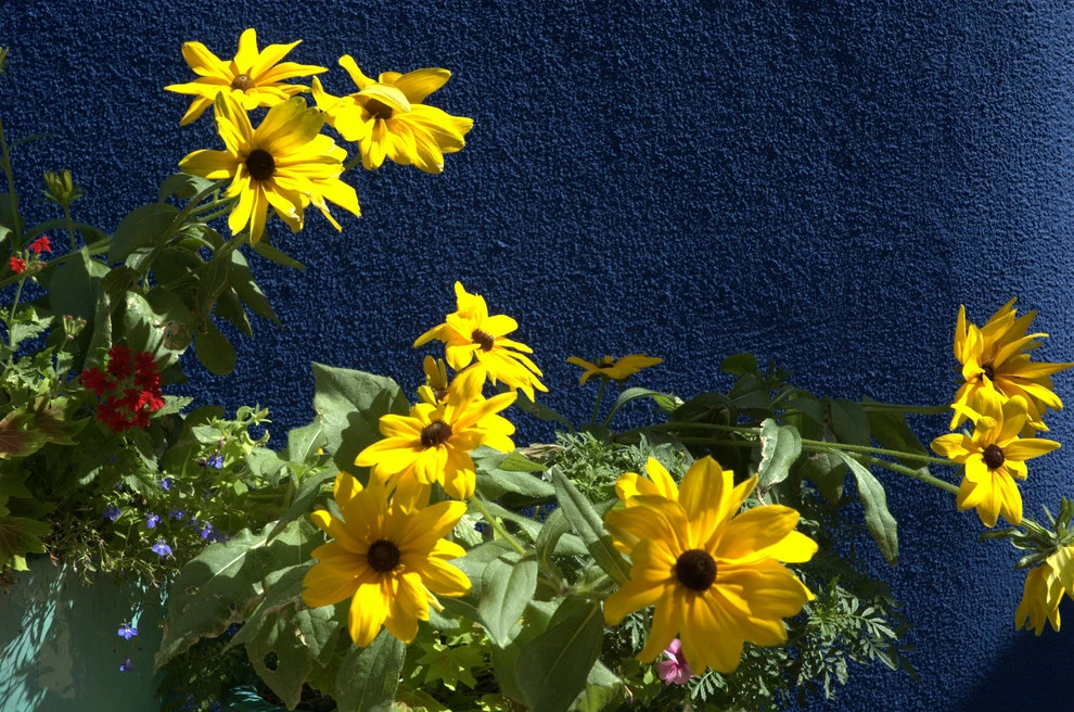 Secret Garden by Gardensong - Photo 11