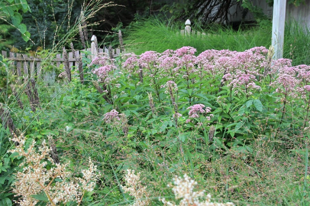 Valley Forge Garden by Donald Pell - Gardens - Photo 6