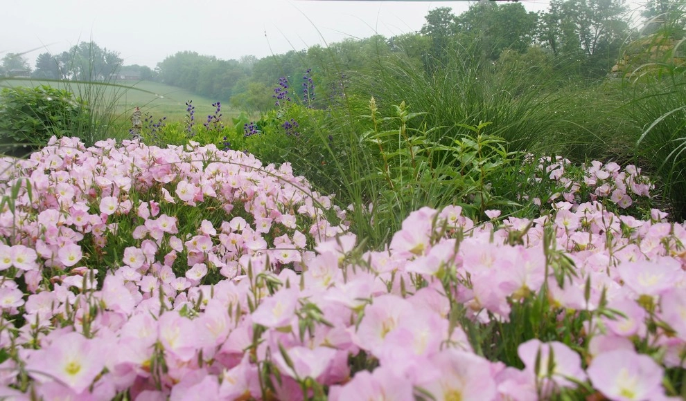 Donald Pell Studio Gardens, East Vincent Township by Donald Pell - Gardens - Photo 20