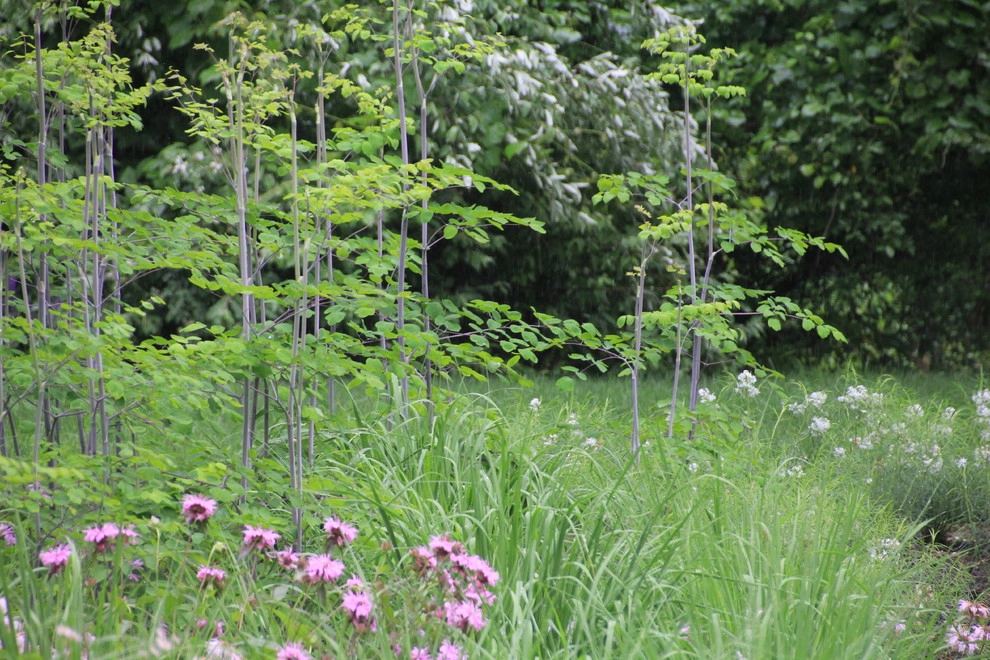 Malvern Garden by Donald Pell - Gardens - Photo 6