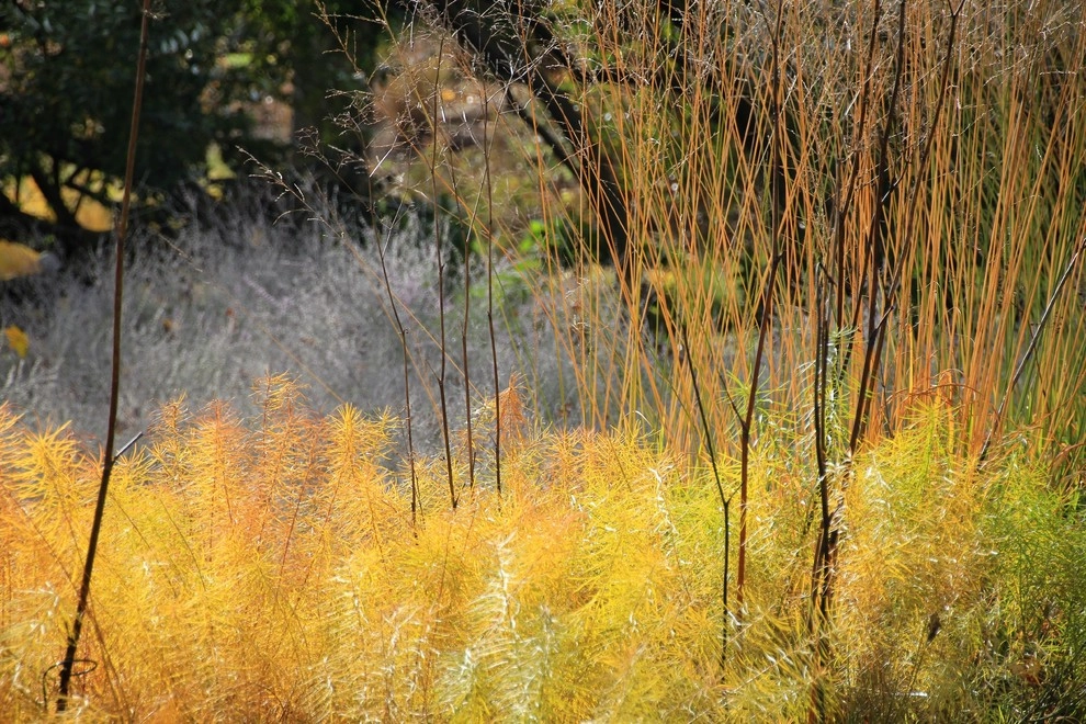 Malvern Garden by Donald Pell - Gardens - Photo 9