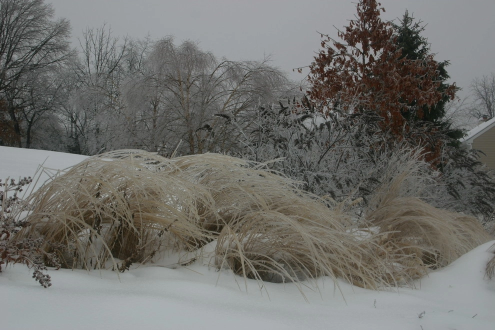 Aristocratic Plants by Donald Pell - Gardens - Photo 12