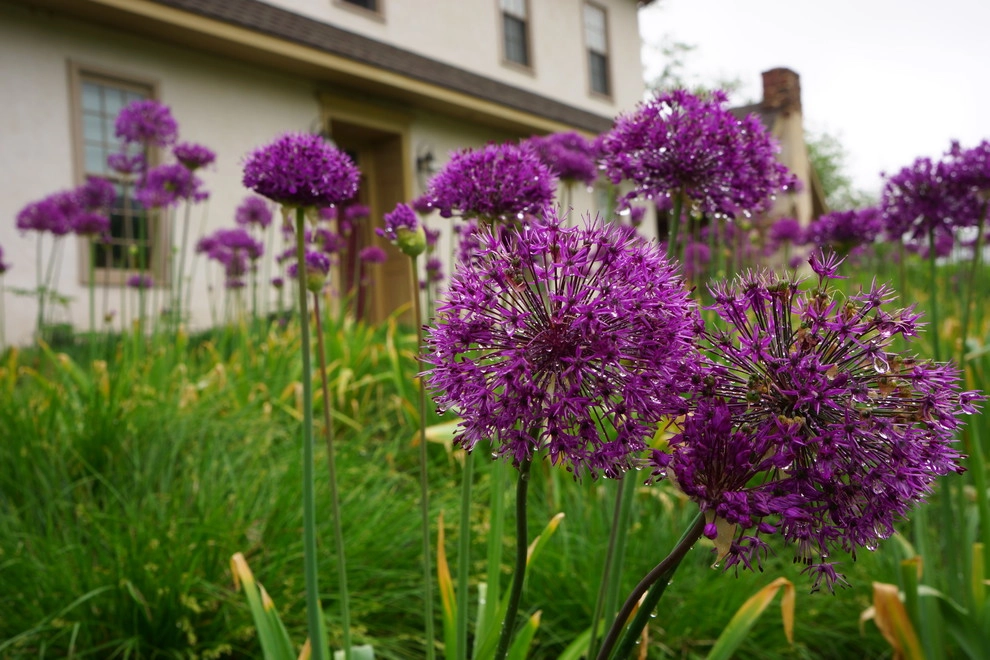 Royersford Front Hillside Garden by Donald Pell - Gardens - Photo 5