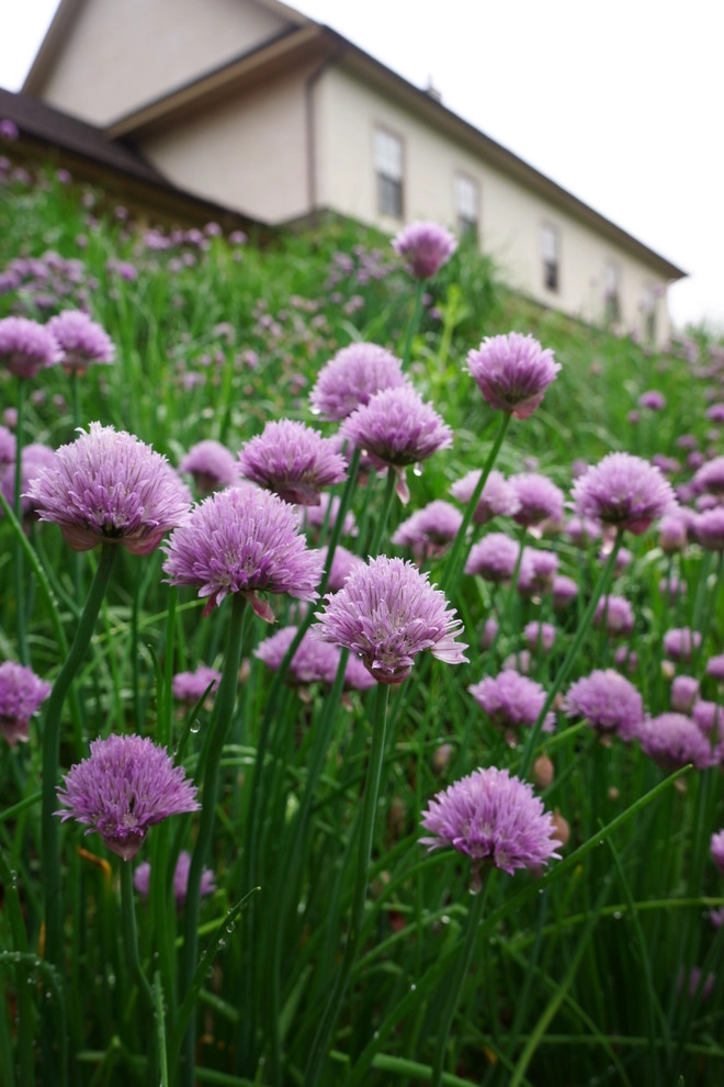 Royersford Front Hillside Garden by Donald Pell - Gardens - Photo 8