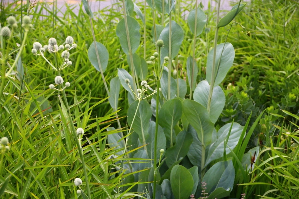 Donald Pell Studio Gardens, East Vincent Township by Donald Pell - Gardens - Photo 16