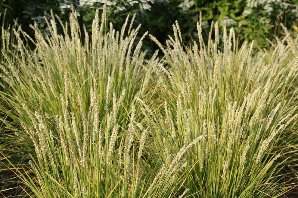 Donald Pell Studio Gardens, East Vincent Township by Donald Pell - Gardens - Photo 7