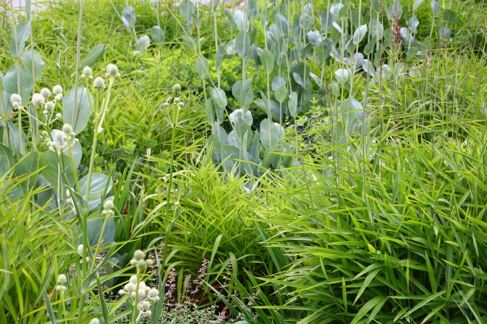 Donald Pell Studio Gardens, East Vincent Township by Donald Pell - Gardens - Photo 36