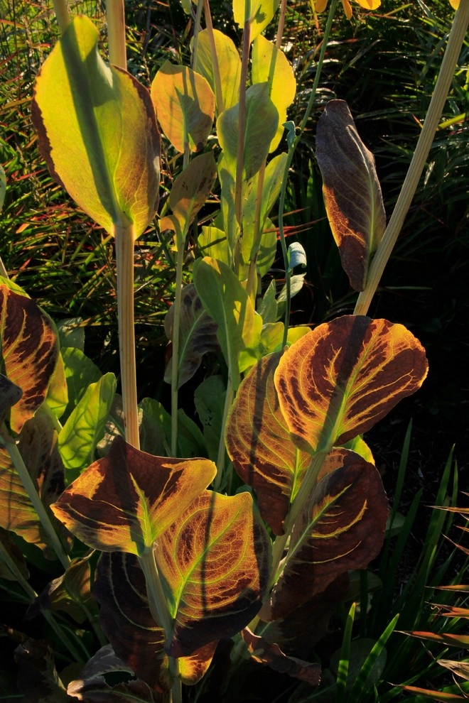 Donald Pell Studio Gardens, East Vincent Township by Donald Pell - Gardens - Photo 11