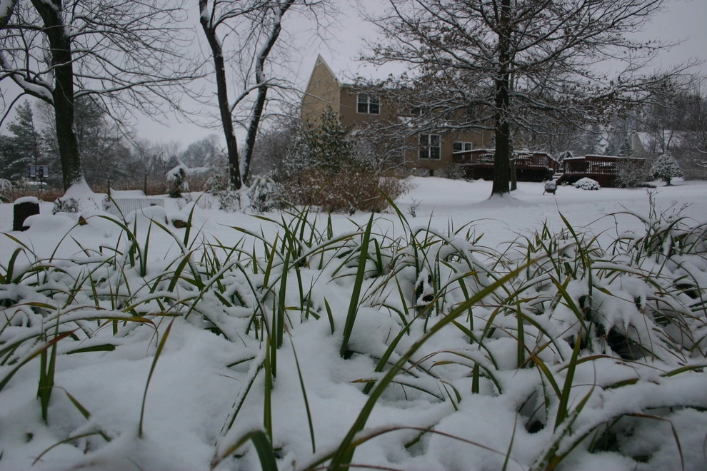 Aristocratic Plants by Donald Pell - Gardens - Photo 9