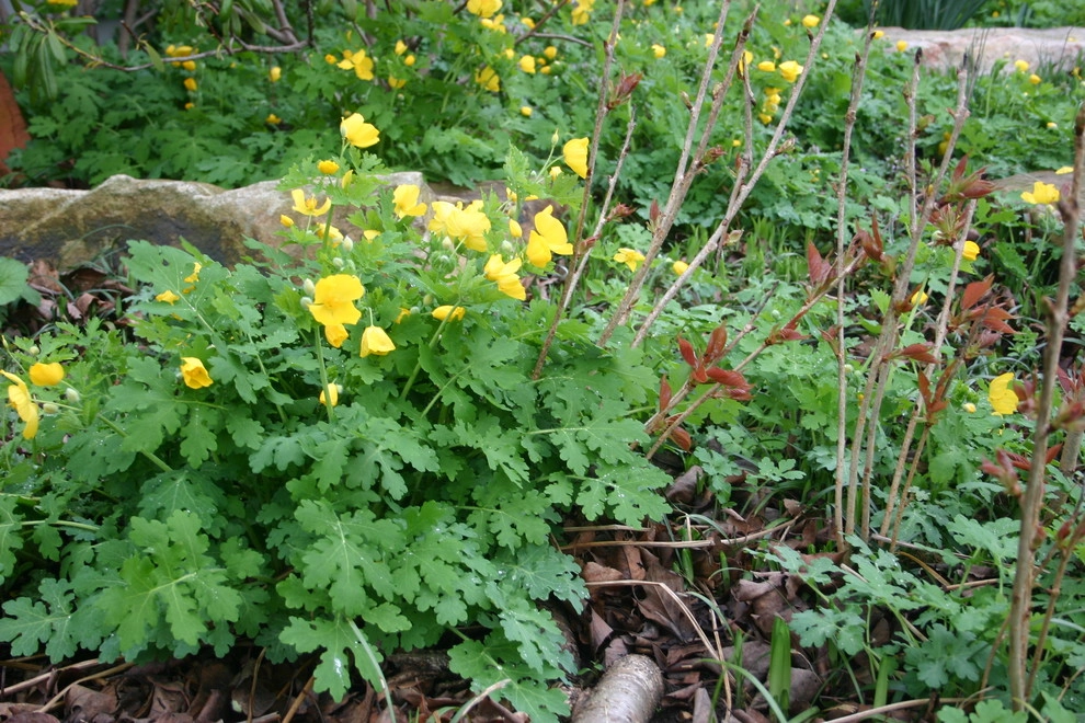 Aristocratic Plants by Donald Pell - Gardens - Photo 8