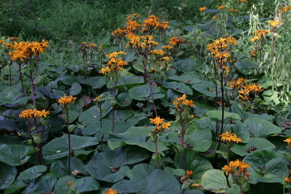 Aristocratic Plants by Donald Pell - Gardens - Photo 2