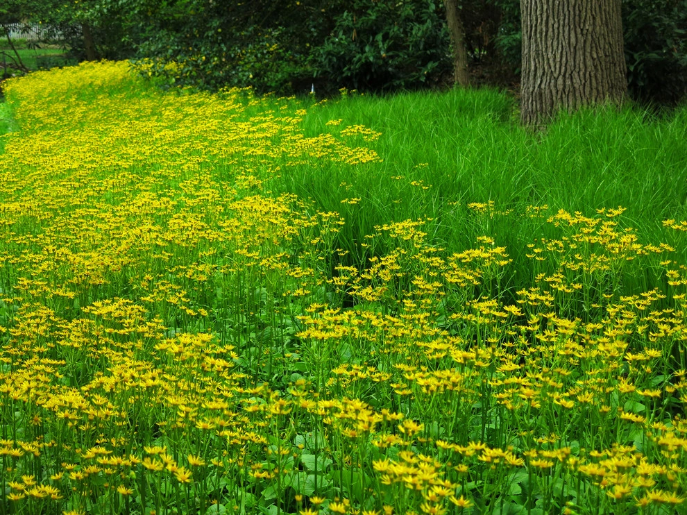 Aristocratic Plants by Donald Pell - Gardens - Photo 15