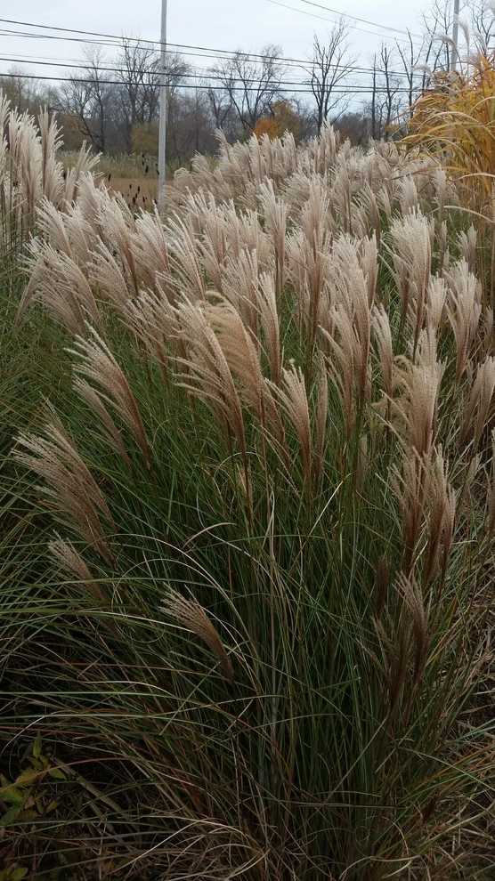 Donald Pell Studio Gardens, East Vincent Township by Donald Pell - Gardens - Photo 8