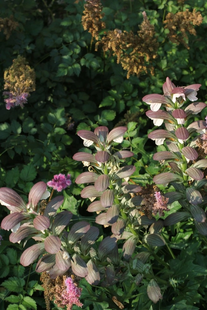 Aristocratic Plants by Donald Pell - Gardens - Photo 18
