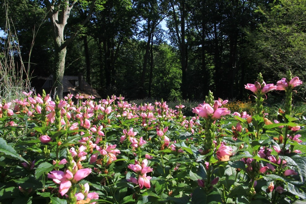 Neo Classical Landscape, Ardmore by Donald Pell - Gardens - Photo 9
